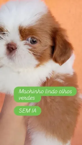 Lindo macho shithzu olhos verdes