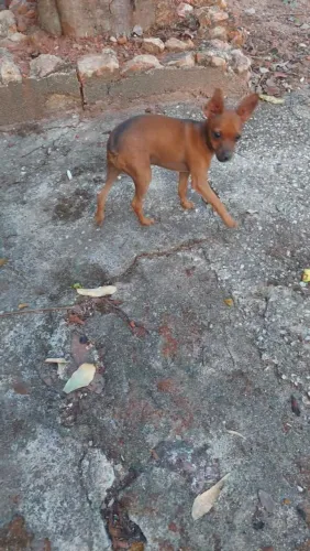 Pinscher