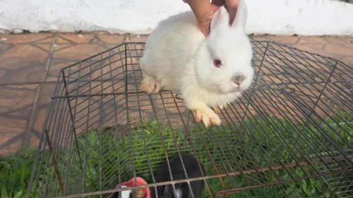 Casal disponível 