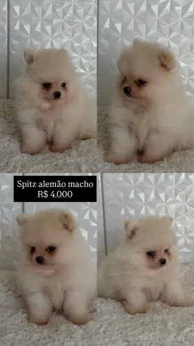 Spitz alemão alemão machos e femeas lulu