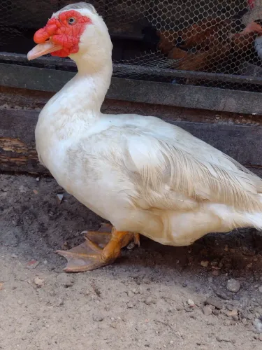 Pato