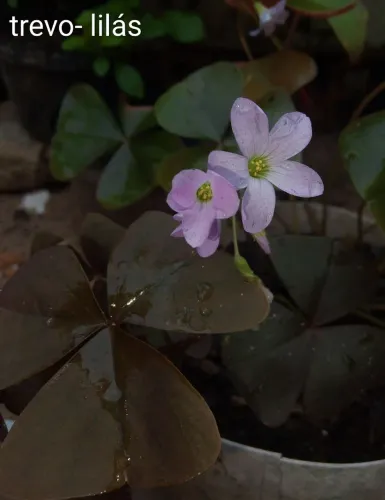 Jardim plantas trevo lilás