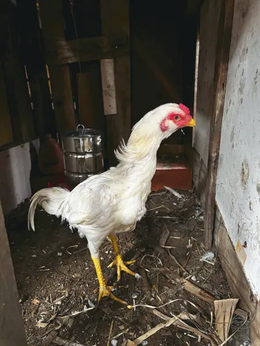 Vendo frango índio barbudo branco