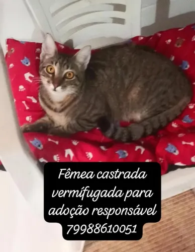 Gata castrada para adoção responsável 