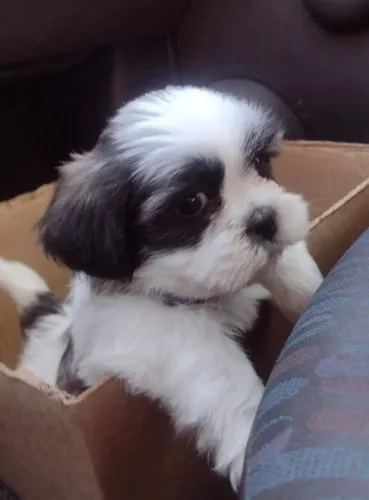 Shih tzu carinhoso e encantador