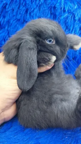 Mini coelho (fêmea Black olhos azuis raro)