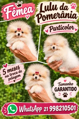 Lulu da Pomerania - Garantia de Saúde