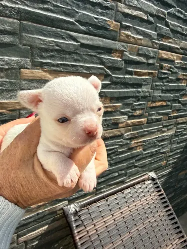 Chihuhaua macho pelo curto