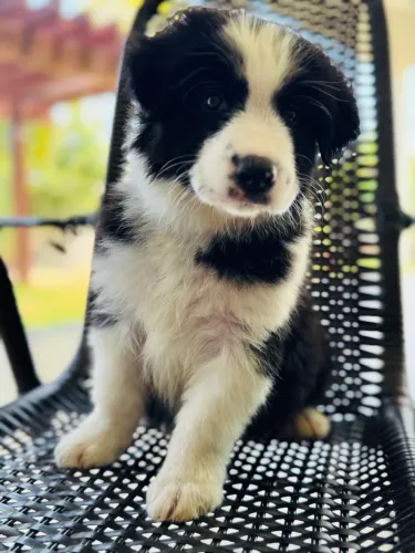 Border Collie