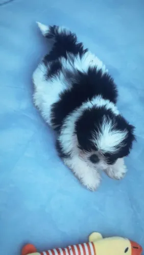 Shihtzu fêmea mini