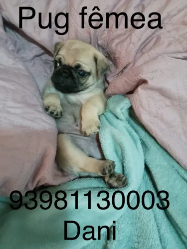 Pug fêmea 