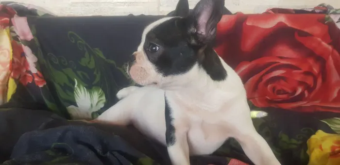 Filhote fêmea de bulldog francês 