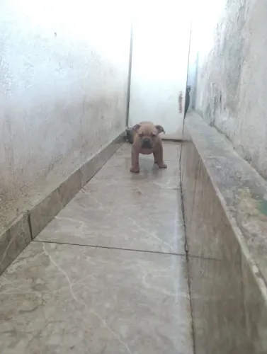Filhote de American Bully