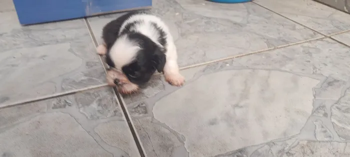 Filhote de Shih Tzu fêmea