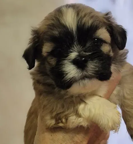 filhotes de Lhasa apso miniatura 