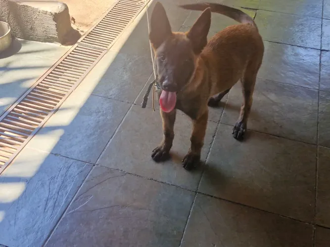Pastor Malinois