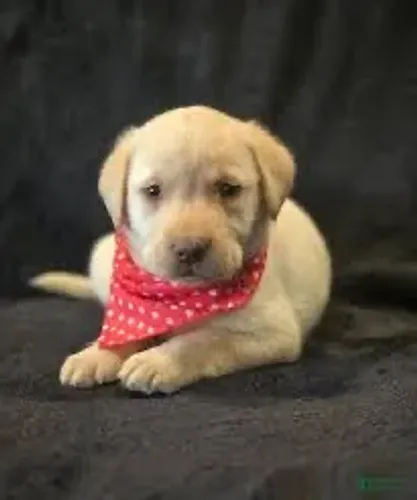 Labrador fêmea sua filhote aqui?