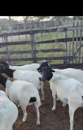 Ovelhas matrizes para parir