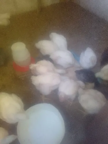 Pintinho de granja