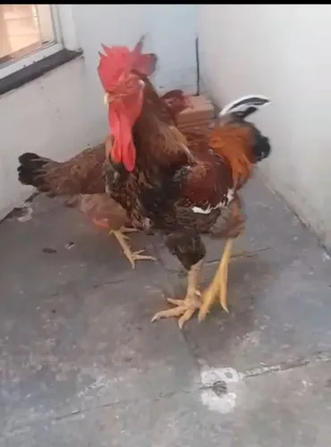 Galo
