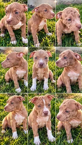 Filhotes de Pitbull Red Rose c/ Exotic Bully