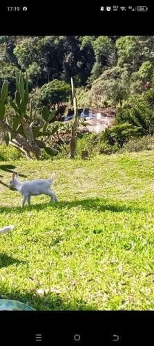 Cabrito saanen puro filhote