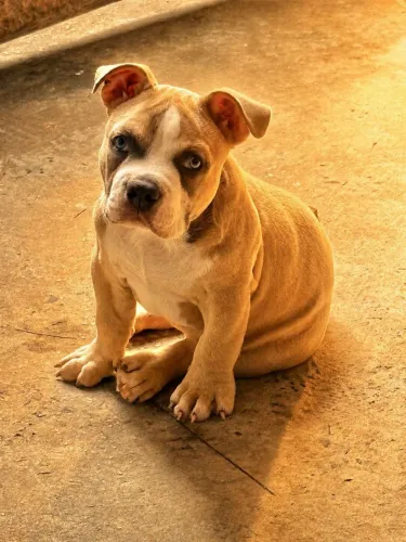 Filhote de American Bully 