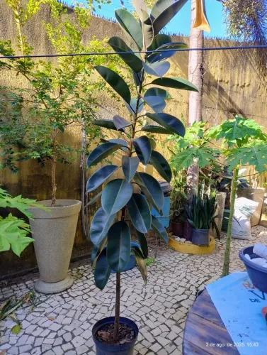 Ficus Elástico com 2 metros