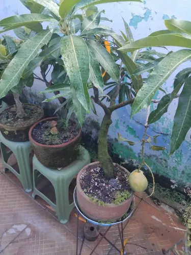Bonsai