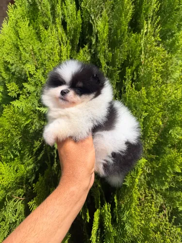 Lulu da Pomerania
