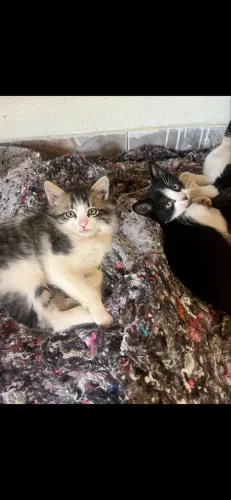Doação de gatinhos 