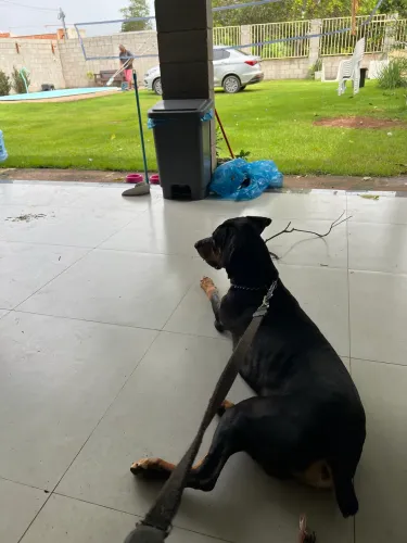 Doação Cachorro- Dobermann