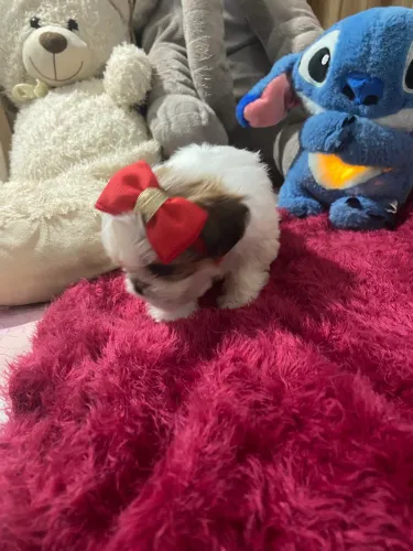 Shih tzu fêmea