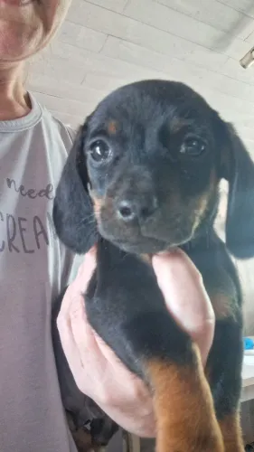 Dachshund