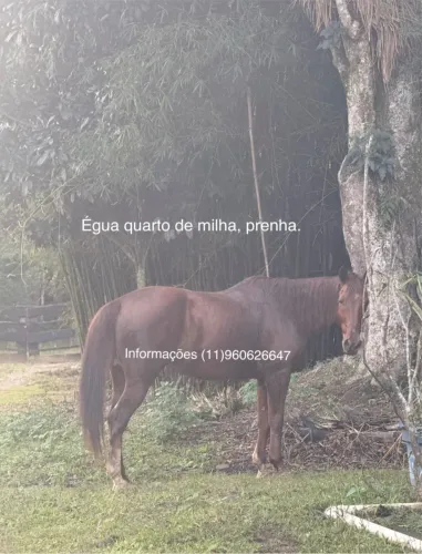 Égua Quarto de Milha Prenha P.O.