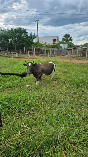 Mini vaca perto de parir