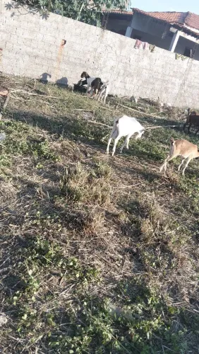 Cabras adulta 5 prenha 