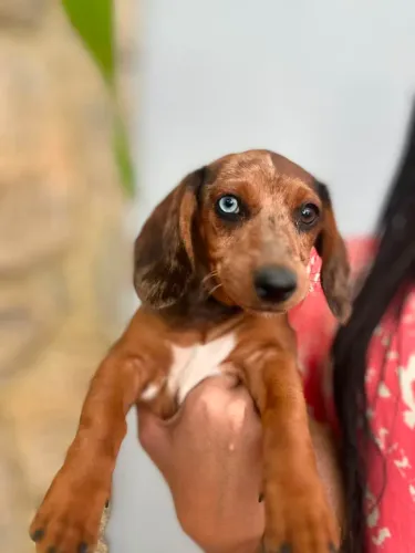 cachorro