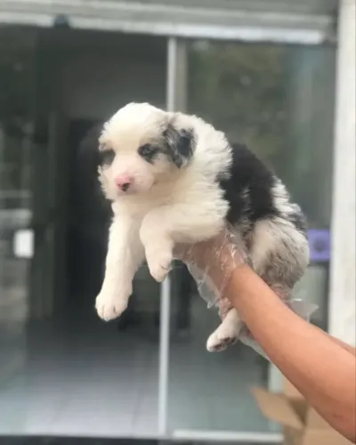 Filhote ? Border collie ¿ entregamos