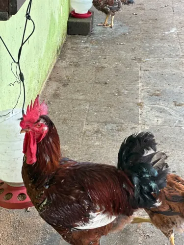 GSB galinha sertanejo balão- FRANGOS