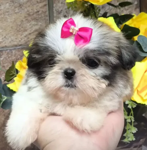 Shih Tzu Esse filhote vai trazer vida nova para sua casa