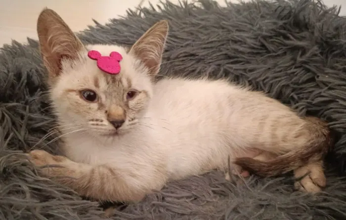 Doação de lindos gatinhos de 60 dias