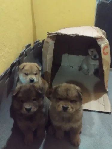Vendo filhotes de Chow Chow