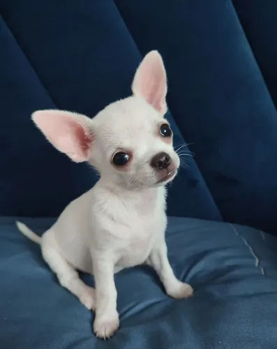 Chihuahua fêmea 3 meses com pedigree