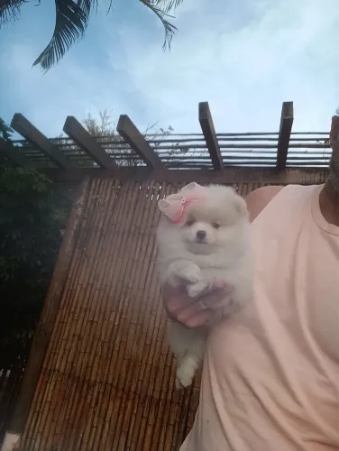 Spitz Alemão filhotes disponíveis para nova família