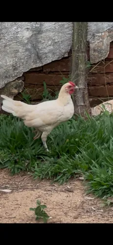 Galinha Garnizé Sebright