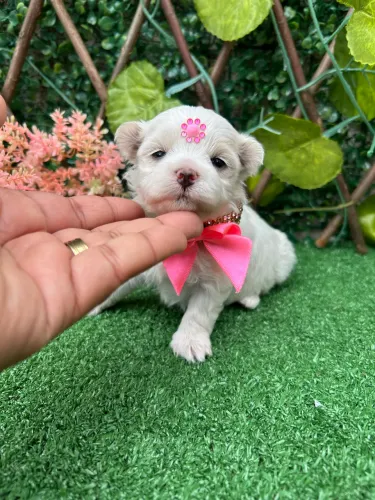 Maltês Miniatura