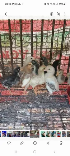 Vendo Raça Carioca 