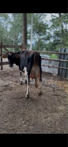 VACA E BEZERRA
