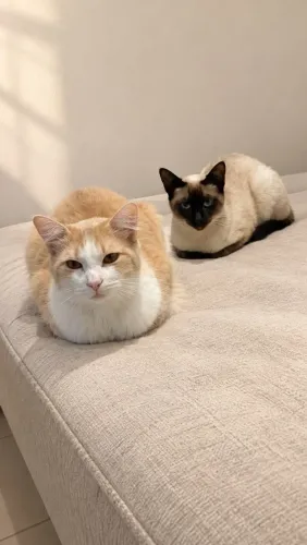 Doa- se gatos